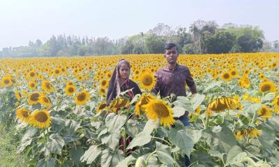 সন্দ্বীপে সূর্যমুখী চাষে স্বপ্ন বুনছেন কলেজছাত্র