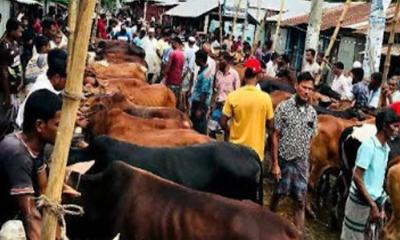 সন্দ্বীপে শেষ মুহূর্তে জমে উঠেছে কোরবানির পশুর হাট