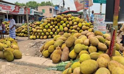 শ্রীপুরে কাঁঠালের ভালো ফলন