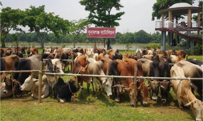 সুনামগঞ্জে প্রায় কোটি টাকার ভারতীয় গরুর চালান আটক