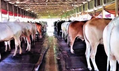 টাঙ্গাইলে মব ভায়োলেন্সের আশঙ্কায় কমছে কোরবানি