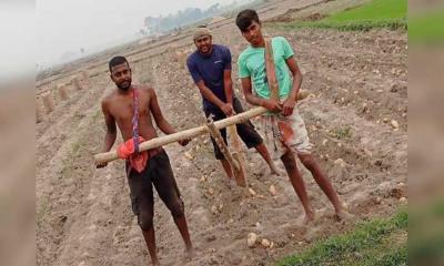 গরুর বদলে মানুষ দিয়ে জমি থেকে আলু উত্তোলন