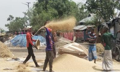 তানোরে বোরো ধানের বাম্পার ফলনে খুশি কৃষক