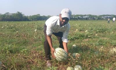 তরমুজ চাষে লাভবান তরুণ উদ্যোক্তা আল আমিন