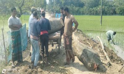 মহেশপুরে রাস্তার দু’ধারের গাছ বিক্রির অভিযোগ