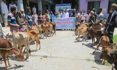 ভেড়ামারায় হতদরিদ্র জেলেদের মাঝে গরুর বাছুর বিতরণ