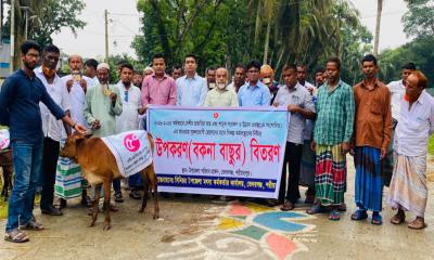ভেদরগঞ্জে ৭৫ জেলের মাঝে বকনা বাছুর বিতরণ
