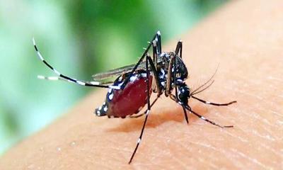 ডেঙ্গুতে গত ২৪ ঘণ্টায় তিন জনের মৃত্যু