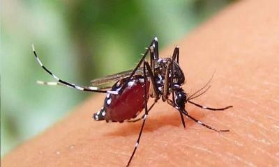 ডেঙ্গু আক্রান্তে ২ জনের মৃত্যু, হাসপাতালে ভর্তি ৫৭৩