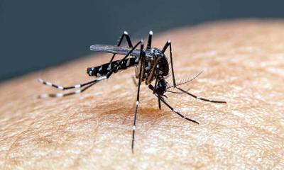 ডেঙ্গুতে আরও ৩ জনের মৃত্যু, আক্রান্ত ৫৮০