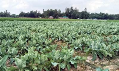 আগাম শীতকালীন সবজি চাষে ব্যস্ত শাজাহানপুরের কৃষকেরা