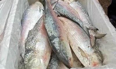 দুর্গাপূজায় ভারতে ১২০০ টন ইলিশ পাঠাবে সরকার