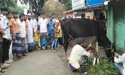 জন্মের পরদিন থেকেই দুধ দিচ্ছে ১৭ দিনের বাছুর
