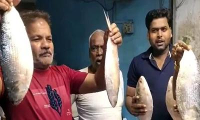 কলকাতায় পৌঁছাল পদ্মার ইলিশ, দাম আকাশছোঁয়া