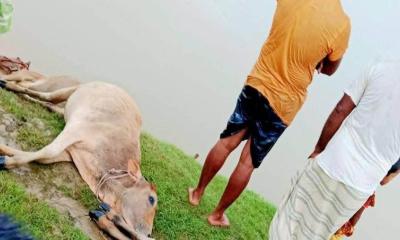 পীরগঞ্জে বজ্রপাতে ৫টি গরুর মৃত্যু