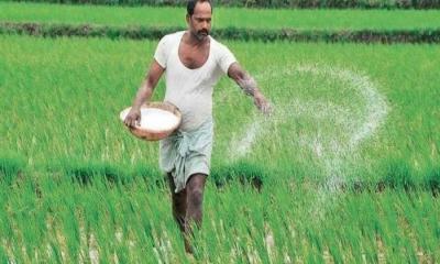 সার সংকটে আমন ফলন ব্যাহত হওয়ার শঙ্কা