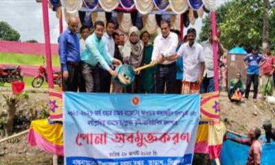 তাড়াশে উন্মুক্ত জলাশয়ে পোনা মাছ অবমুক্ত