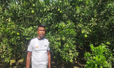 ভেড়ামারায় দেশীয় মাল্টা চাষে সফল হাসান