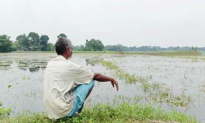 মহেশপুরে বাঁধে আটকা পানি, ডুবে গেল শত বিঘা জমির ফসল