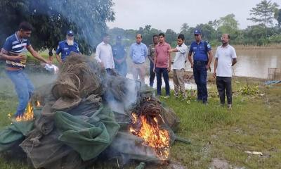 বাগাতিপাড়ায় লক্ষাধিক টাকার নিষিদ্ধ চায়না দুয়ারি জাল জব্দ ও ধ্বংস