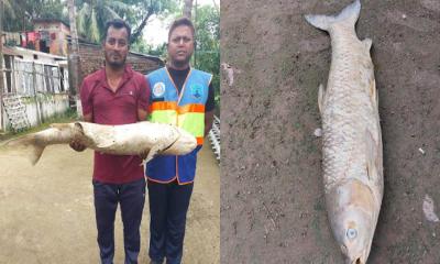হালদা থেকে সাড়ে ১৩ কেজি ওজনের মৃত মা-মাছ উদ্ধার