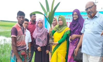 মহেশপুরে বজ্রপাত থেকে বাঁচতে  তালগাছ রোপণের উদ্যোগ