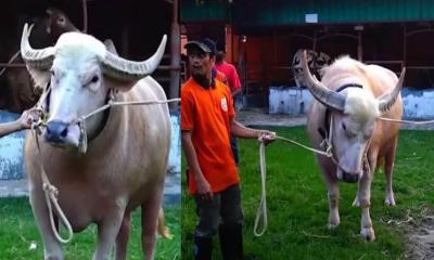 মানুষ দেখলেই তেড়ে আসে, দুষ্টু মহিষের নাম রাখা হলো ‘নেতানিয়াহু’
