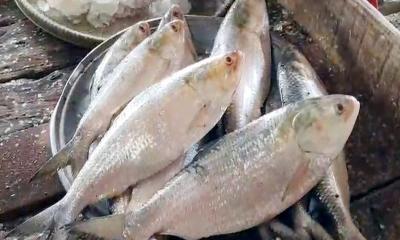 চাঁদপুরে পহেলা বৈশাখে পান্তা-ইলিশ নয়, চলে ভিন্ন আয়োজন