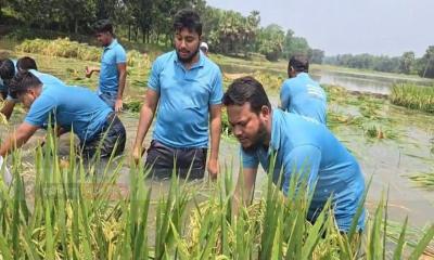 কাপাসিয়ায় কৃষকের ধান কেটে দিলেন এমপি সালাহউদ্দিন