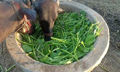 গবাদি পশুর খাদ্য সংকটে চরম বিপাকে খামারিরা