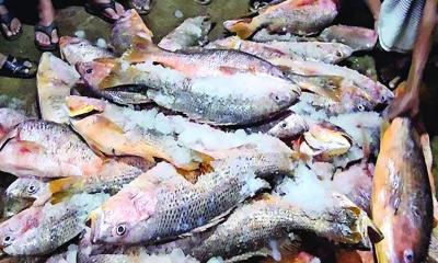 এক জালে ধরা পড়ল ১০০ মণ লাল কোরাল