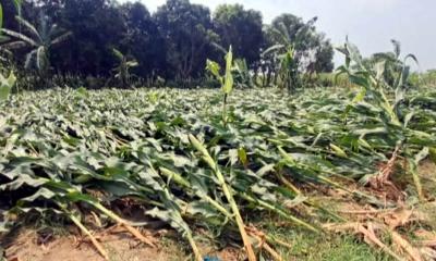 চুয়াডাঙ্গায় কালবৈশাখীর তাণ্ডব, ৪০০ হেক্টর ফসল ক্ষতিগ্রস্ত