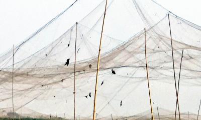 গোয়ালন্দে ফসল রক্ষার্থে কারেন্ট জাল ব্যবহার করে  মারছে শতশত পাখি