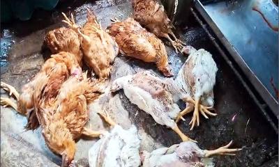 চাঁদপুরে মৃত মুরগি ও রক্ত মেশানো মাংস বিক্রির দায়ে জরিমানা