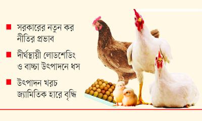 চতুর্মুখী সংকটে পোল্ট্রি শিল্প