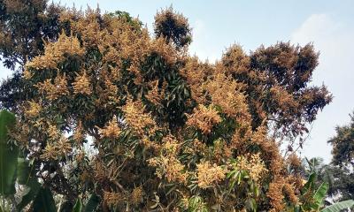 গোয়ালন্দে গাছে গাছে আমের মুকুল, প্রকৃতিতে বসন্তের নবরূপ