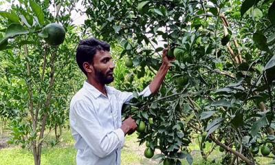 মাল্টা চাষ করে স্বাবলম্বী নবাবগঞ্জের স্বাধীন