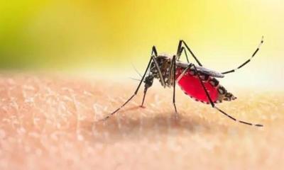 ২৪ ঘণ্টায় ডেঙ্গুতে ঝরল আরও ৬ প্রাণ