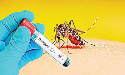 ডেঙ্গুতে ৩ মৃত্যু, হাসপাতালে আরও ৫৯৩