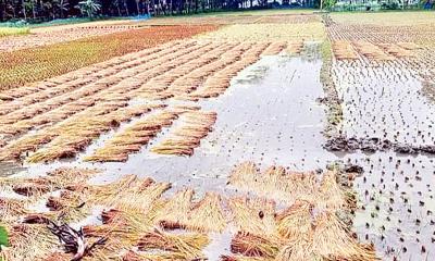চৌগাছায় বৃষ্টি ও শ্রমিক সংকটে বিপাকে ধান চাষিরা