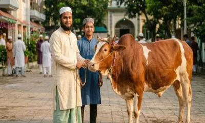 দুই ভাই মিলে এক ভাগে কোরবানি দেওয়ার বিধান কি?