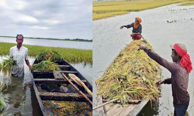 দিরাইয়ে অতিবৃষ্টির হানা, জলাবদ্ধতায় তলিয়ে গেছে ৭০ শতাংশ বোরো ফসল