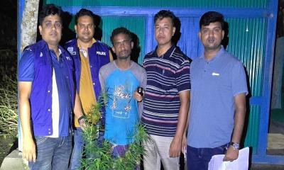 মুরাদনগরে বসতবাড়িতে গাঁজা চাষ, ৪টি গাছসহ যুবক আটক