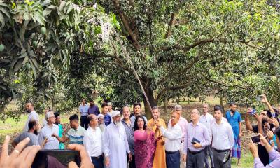 ২০ মে থেকে চুয়াডাঙ্গায় হিমসাগর আম সংগ্রহ শুরু