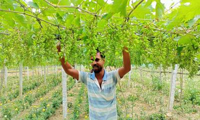 ইউটিউব দেখে আঙুর চাষে বাজিমাত, এক বিঘায় অর্ধকোটি টাকা লাভের আশা