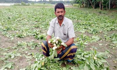 বালিয়াকান্দিতে মামলার জেরে ৫ লাখ টাকার ফসল নষ্টের অভিযোগ