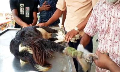 মাগুরায় ছাগলের পা কেটে দেওয়ার জেরে সংঘর্ষ, আহত একাধিক