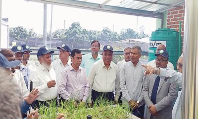 গম ও ভুট্টা গবেষণা ইনস্টিটিউটে উদ্ভাবিত প্রযুক্তি ও সম্প্রসারণ নিয়ে কর্মশালা