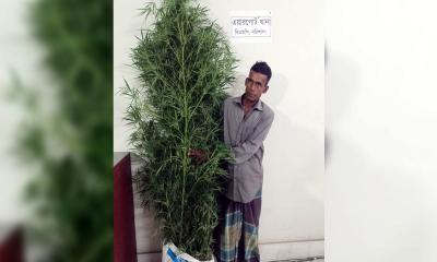 বরিশালে ফসলের ক্ষেতে গাঁজা চাষ, ১০ ফুট লম্বা গাছসহ কৃষক গ্রেপ্তার