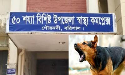 গৌরনদীতে পাগলা কুকুরের তাণ্ডব, একদিনে শিশুসহ আহত ১৫